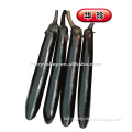 Hybrid Black seeds for growing-Orient Eggplant Crown-Hua Zeng